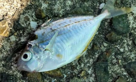 ファミリーフィッシング